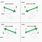 Beltéri Űveges Fa Ajtó Anatólia 100x203